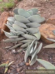 Image result for Crassula perfoliata
