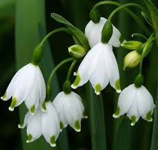 Leucojum Gravetye Giant - Mr Middleton Garden Shop