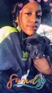 Loose black pitbull seen in Jeannette near 13th street