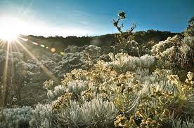 Edelweiss Surya Yalamanchili Kencana Mt Gede Pangrango West Java Indonesia Foto Alam Fotografi Alam Taman Bunga