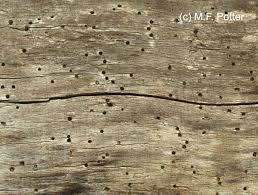 Holes in the ceiling can be caused by many things, including leaks, lighting or fixture installation, and simple accidents. Powderpost Beetles Entomology