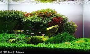 Upgrade Your Planted Tank On Instagram Aga Aquascaping Contest 2011 28 60 Liters Category Jean Ricardo O Aquascape Aquatic Garden Planted Aquarium