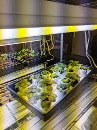 Because the african violet requires fairly bright light, it will thrive and flower if it receives at least 16 hours per day of fluorescent lighting. I Personally Have Experience With Growing My Violets Under Fluorescent Light Bulbs Artificial Lighting For Violet Plant African Violets African Violets Plants