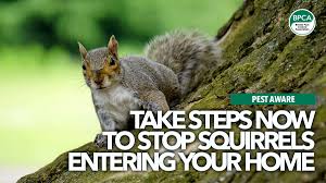 We did not find results for: Take Steps Now To Stop Squirrels Entering Your Home