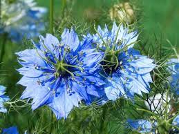 Maybe you would like to learn more about one of these? Flower Gardening For Beginners 12 Easy Flowers To Grow From Seed Growing Family