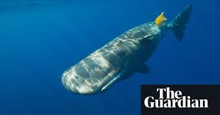 Pin On Mostly Animals