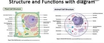 The animal cell has 13 different types of organelles¹ with specialized functions. Flow Chart Of Cell Organelles With There At Least One Function Brainly In