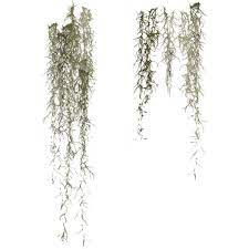 Angie S Spanish Moss Liked On Polyvore Oak Tree Drawings Spanish Moss Live Oak Trees