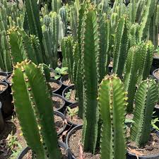 Image result for Euphorbia ingens