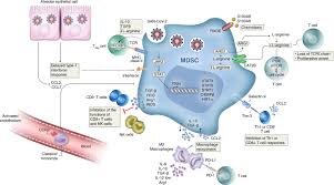Sharif & co.room no.2, 1/f, zainabia house rodrick road, soldier bazar, karachi 74400, sindh, pakistanphone: Frontiers Myeloid Derived Suppressor Cells As A Potential Biomarker And Therapeutic Target In Covid 19 Immunology