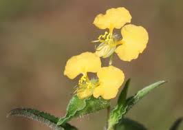 Image result for Chascanum adenostachyum