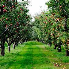 10 Of The Best Fruit Picking Farms To Visit Around Australia Hunter And Bligh Orchard Garden Fruit Picking Orchard Design