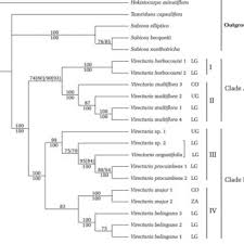 Image result for Virectaria major