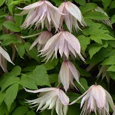 Pink Swing Clematis Shop Flowering Vines Spring Hill