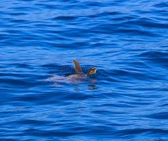 Excellente analyse de philippe juvin : Un Afflux Exceptionnel De Tortues Marines En Corse