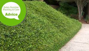 How To Plant, Fertilize, Prune & Water Asian Jasmine Plants - Wilson Bros  Gardens