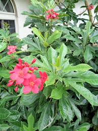 Image result for Jatropha erythropoda