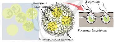 Строение клетки вольвокса