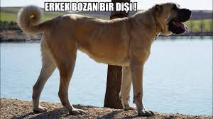 Erkek Bozan Disi Anadolu Coban Kopegi Nefes Bu Tabir Sanki Onun Icin Soylenmis Kangal Malakli Youtube