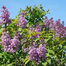 Browse our wide selection of beautiful accent trees, flowering shrubs, & perennials. Buy Affordable Scemtara Double Blue Lilac Bush Syringa Vulgaris Arbor Day Foundation Buy Trees Rain Forest Friendly Coffee Greeting Cards That Plant Trees Memorials And Celebrations With Trees And More