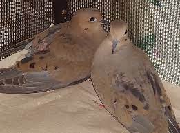 Native Bird Care Blog Native Bird Care Of Sisters Oregon