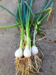 Be careful not to overwater or water log the seeds. How To Grow Spring Onion Green Onion At Home Sandhya S Recipes