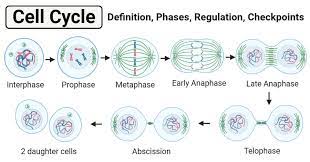Mar 25, 2021 · here, using bioinformatic, molecular, and biochemical approaches, combined with insect performance assays, we show that the b. Cell Cycle Definition Phases Regulation And Checkpoints