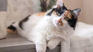 We did not find results for: Calico Cats Details And Breeds