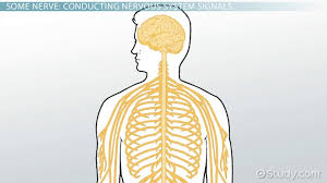Though there is difference in functions, structure of all the nerves remain the same. Afferent Division Of The Peripheral Nervous System Video Lesson Transcript Study Com