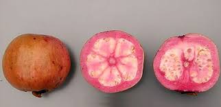 The leaves and flowers are both mildly fragrant and attractive. Pin On My Favorite Exotic Fruits