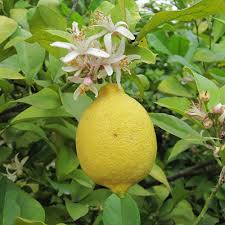 Image result for Citrus × limon