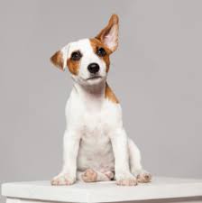 Maybe you would like to learn more about one of these? Thornton Dog Poop Scooping Service Pet Scoop