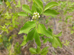 Image result for Psydrax livida