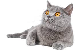 Cat maine coon relaxed lying on a white nightstand. British Blue Cat A Complete Guide To The British Shorthair Blue
