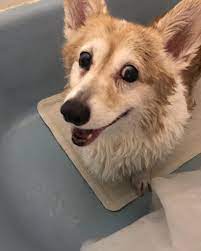 This 13 Year Boy Has Such A Zest For Life Even If It Is Bath Day Corgi Mix Corgi Mixed Breed Dogs