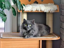 ‪New Designer Cat Breeds—What Are the Consequences? · Kinship‬‏