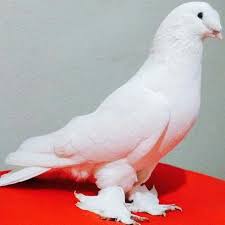 Blt Blt Adli Kullanicinin Guvercin Pidgeon Panosundaki Pin Evcil Hayvanlar Vahsi Yasam Hayvanlar