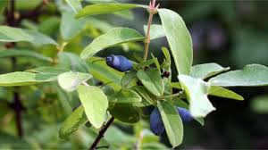 Image result for indiánská borůvka obrázek