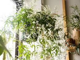 Maybe you would like to learn more about one of these? Orange Jasmine Plant Care And Growing Guide