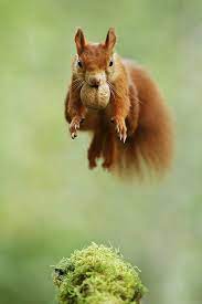 Different Types Of Squirrels Animal Facts Blog Animals Animals Beautiful Cute Animals
