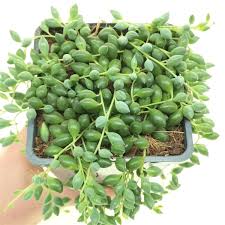 Image result for Senecio letouzeyanus
