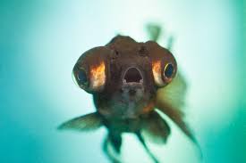 Mucormycosis, commonly known as black fungus. To My Last Fish Benson Kua S Blog