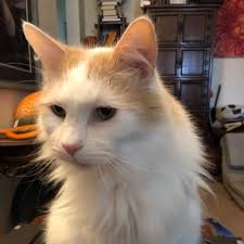 Dragon of Rochester (@rochesterdragon)