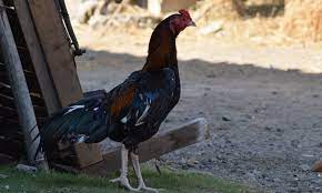 Pukulan saraf memberikan dampak yang luar biasa bagi lawan, dan tidak jarang lawan yang terkena pukulan ini langsung ko. Ayam Bangkok Jenis Ayam Aduan Dengan Harga Fantastis Cermati Com