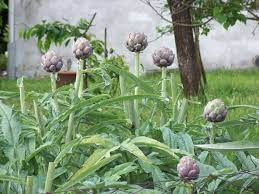 Spring Artichokes Attheitaliantable Com