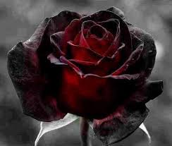 This Colour To Re Do All The Roses On My Back Tattoo Black Rose Black Rose Seeds Gothic Rose