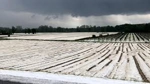 Anche la lombardia sarà attraversata dalla profonda struttura depressionaria in arrivo dalla francia sul nord italia, che porterà aria più fredda e instabile in quota come spiega il servizio meteorologico di arpa lombardia. Grandine Nella Marca Il Veneto Chiede Lo Stato Di Crisi