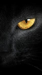 Big Black Cat Yellow Eyes Purrfect In 2020 Cats Eyes Wallpaper