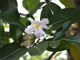Image result for Tabebuia heterophylla
