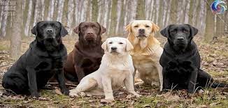 الخوف من الكلاب في المنام للحامل مقال